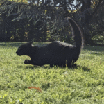 รีวิว ufa แทงมวยสเต ป เกมสนุกจาก CQ9